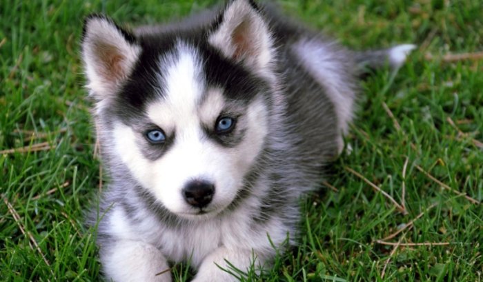 狗狗血便處理 狗狗血便處理