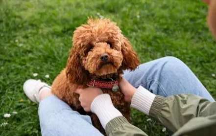 寵物護理 寵物護理