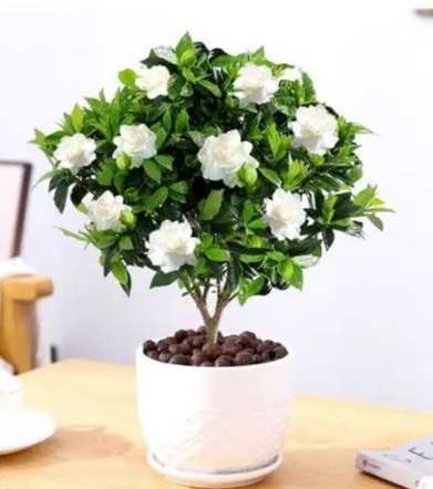 栀子花種植方法