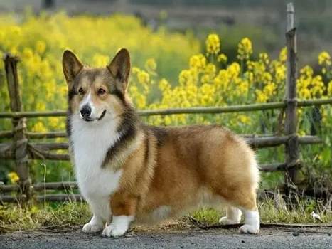 威尔士柯基犬性格
