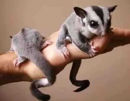 蜜袋鼯飼養成本