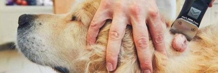 狗狗脂肪瘤症狀 狗狗脂肪瘤症狀