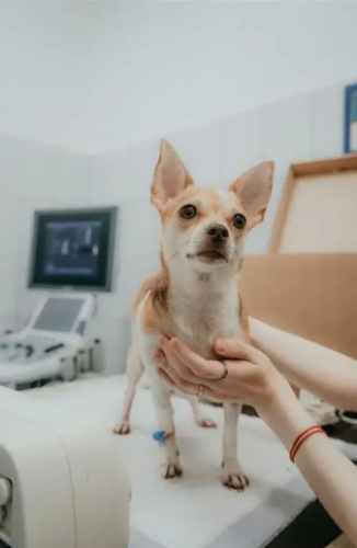 狗狗腎衰竭治療