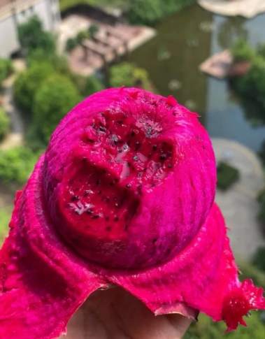 多肉植物食用方法