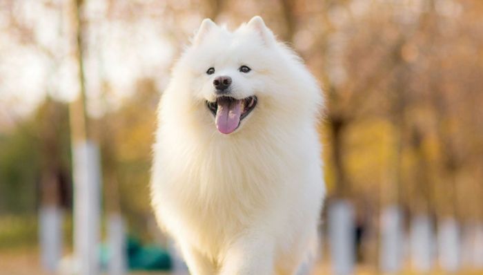 癲癇後狗狗失智照顧 癲癇後狗狗失智照顧