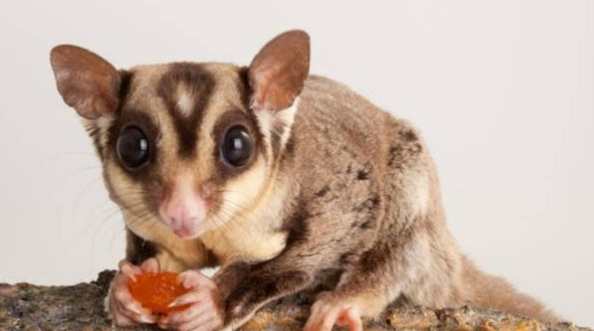 蜜袋鼯飲食禁忌 蜜袋鼯飲食禁忌
