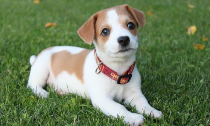 胰臟炎檢查費用