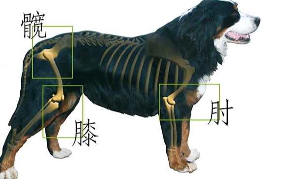 狗狗關節炎徵兆