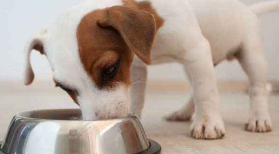 狗狗出血性腸胃炎