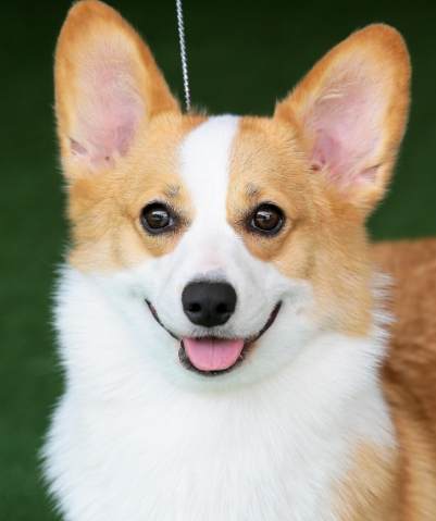 威尔士柯基犬性格