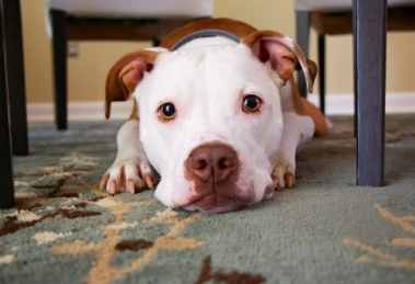 荔枝對狗有害嗎