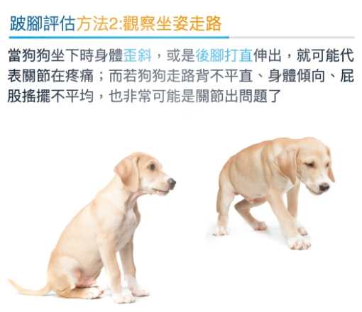 老年狗神經問題