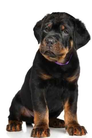 羅威納服從訓練