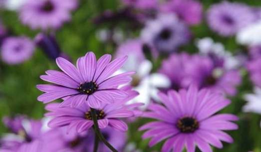 小雛菊紫色花語