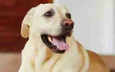 狗腸胃出血 狗腸胃出血