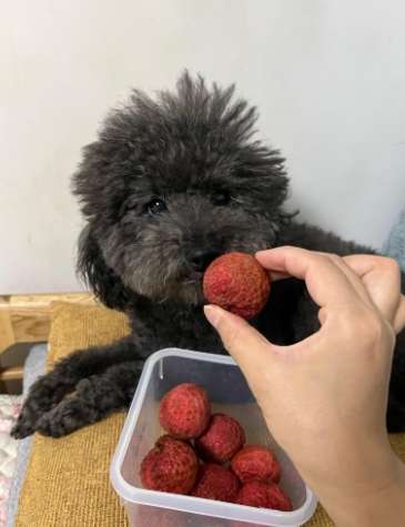 狗狗吃荔枝