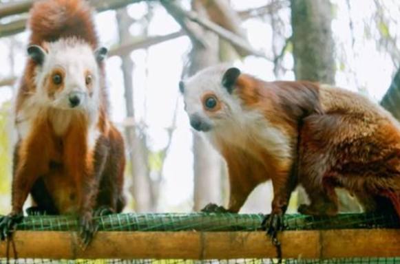 鼯鼠食物 鼯鼠食物
