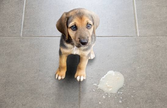 出血性腸胃炎治療