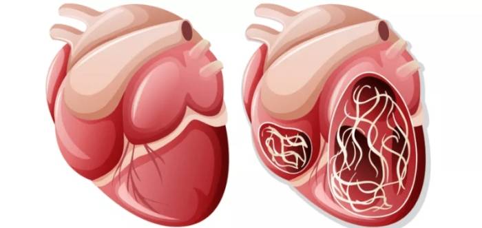 心絲蟲不治療後果 心絲蟲不治療後果