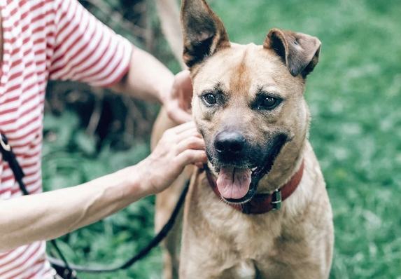 狂犬病預防 狂犬病預防