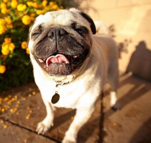 癲癇後狗狗失智照顧 癲癇後狗狗失智照顧