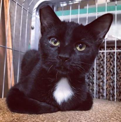 黑色虎斑貓繁殖