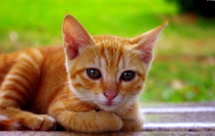 貓疥癬蟲預防 貓疥癬蟲預防