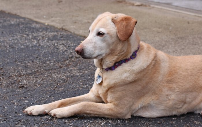 心臟病停藥時機 心臟病停藥時機