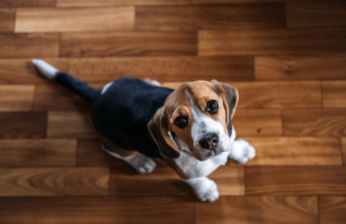 小型犬寿命 小型犬寿命
