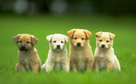 狗狗腎臟病飲食管理