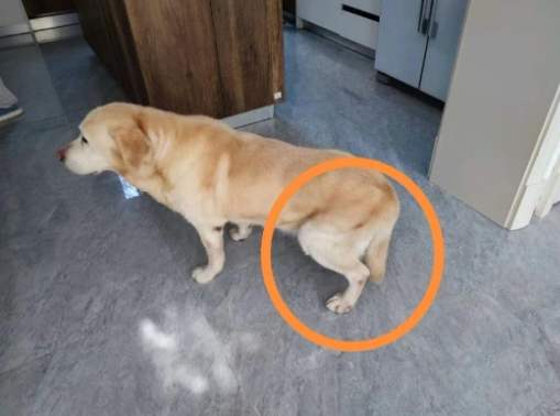 狗後腿無力原因