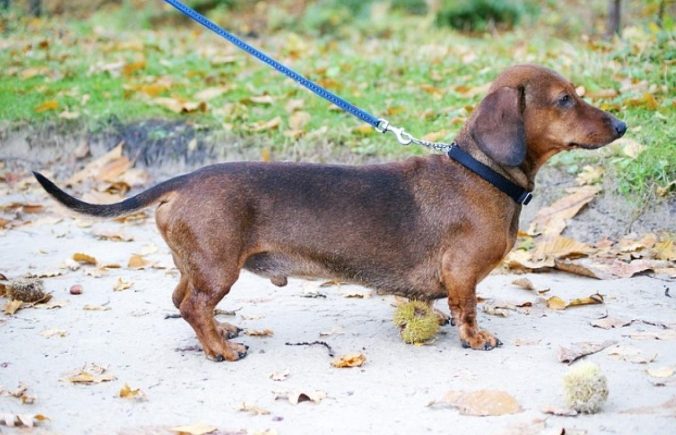 臘腸狗健康問題 臘腸狗健康問題