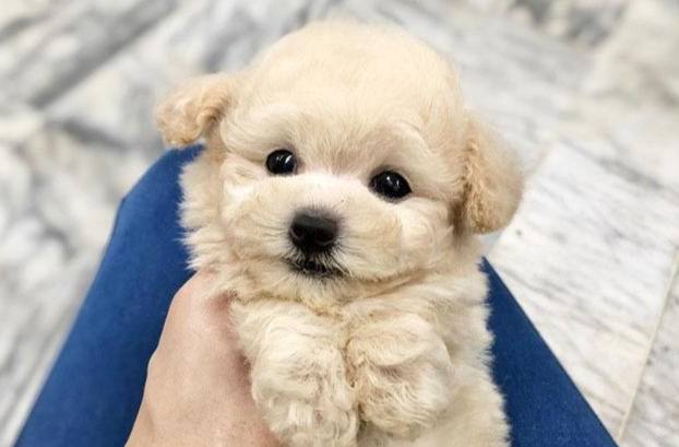 飼養迷你狗成本 飼養迷你狗成本