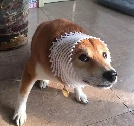 狗狗戴頭套不開心