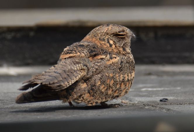 夜鶯鳥類 夜鶯鳥類