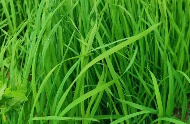 提摩西草一割二割兔子