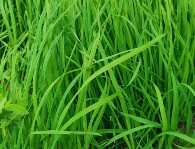 提摩西草一割二割兔子選擇全攻略：營養差異與飼養關鍵