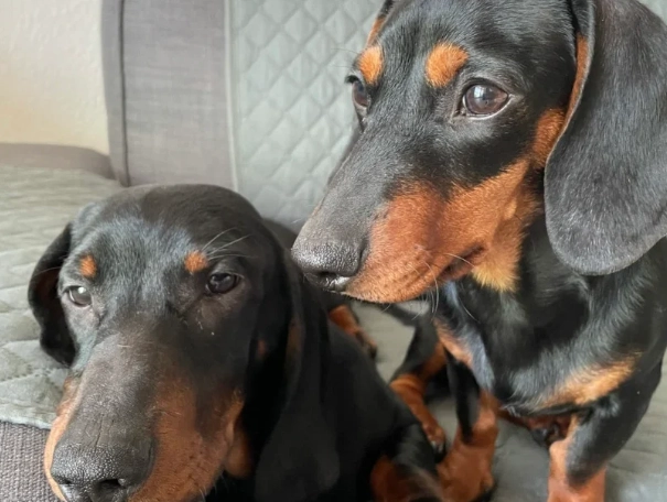 臘腸狗椎間盤突出症狀全解析：識別、治療與照護終極指南