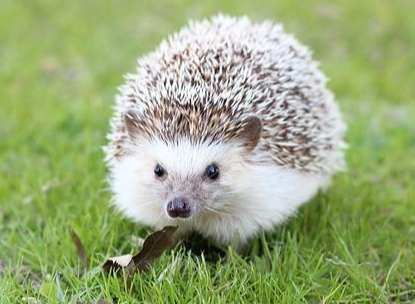 馬陸毒性 馬陸毒性