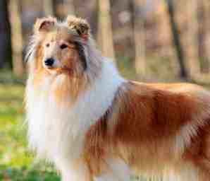 喜樂蒂牧羊犬飼養困難 喜樂蒂牧羊犬飼養困難