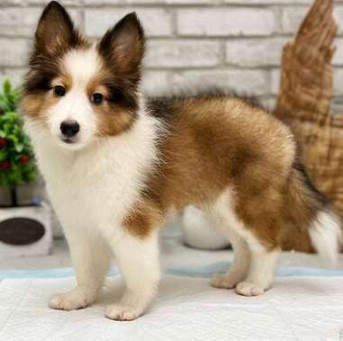 喜樂蒂幼犬價格 喜樂蒂幼犬價格