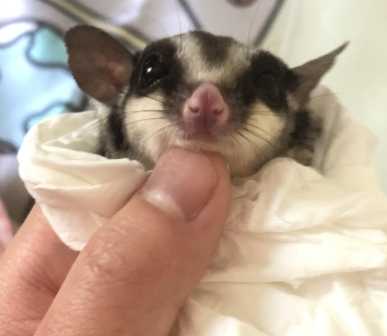 蜜袋鼯行為 蜜袋鼯行為