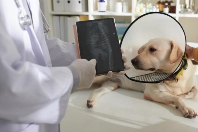 狗肺癌治療全攻略：症狀診斷、治療選擇與居家照護指南