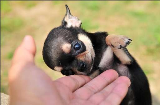 如何照顧吉娃娃