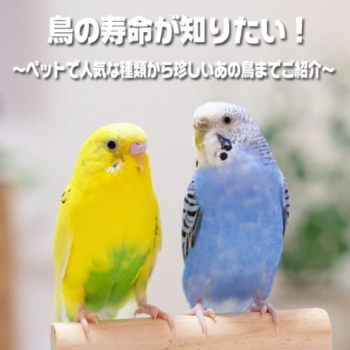 延長寵物鳥壽命