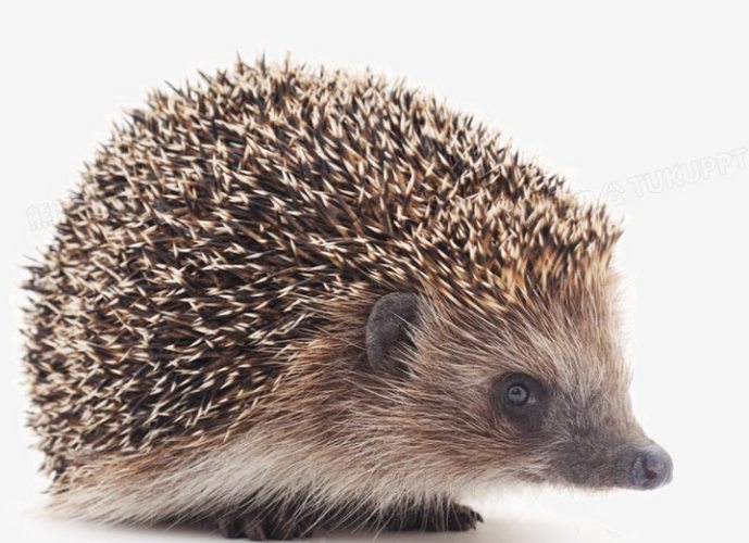 刺蝟健康問題