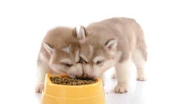 狗胃口不好原因 狗胃口不好原因