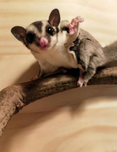 蜜袋鼯食物清單