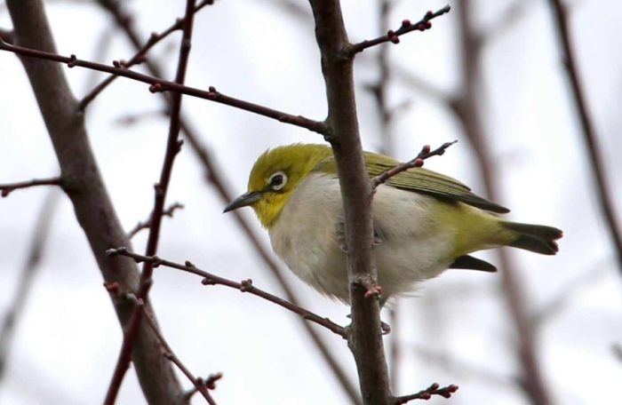 綠繡眼健康照顧