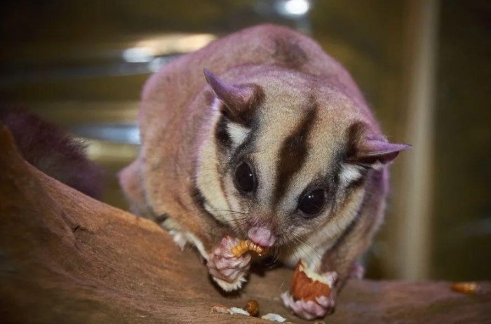 蜜袋鼯飼養困難 蜜袋鼯飼養困難